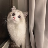 猫猫搜书の万事屋 🐾 Avatar